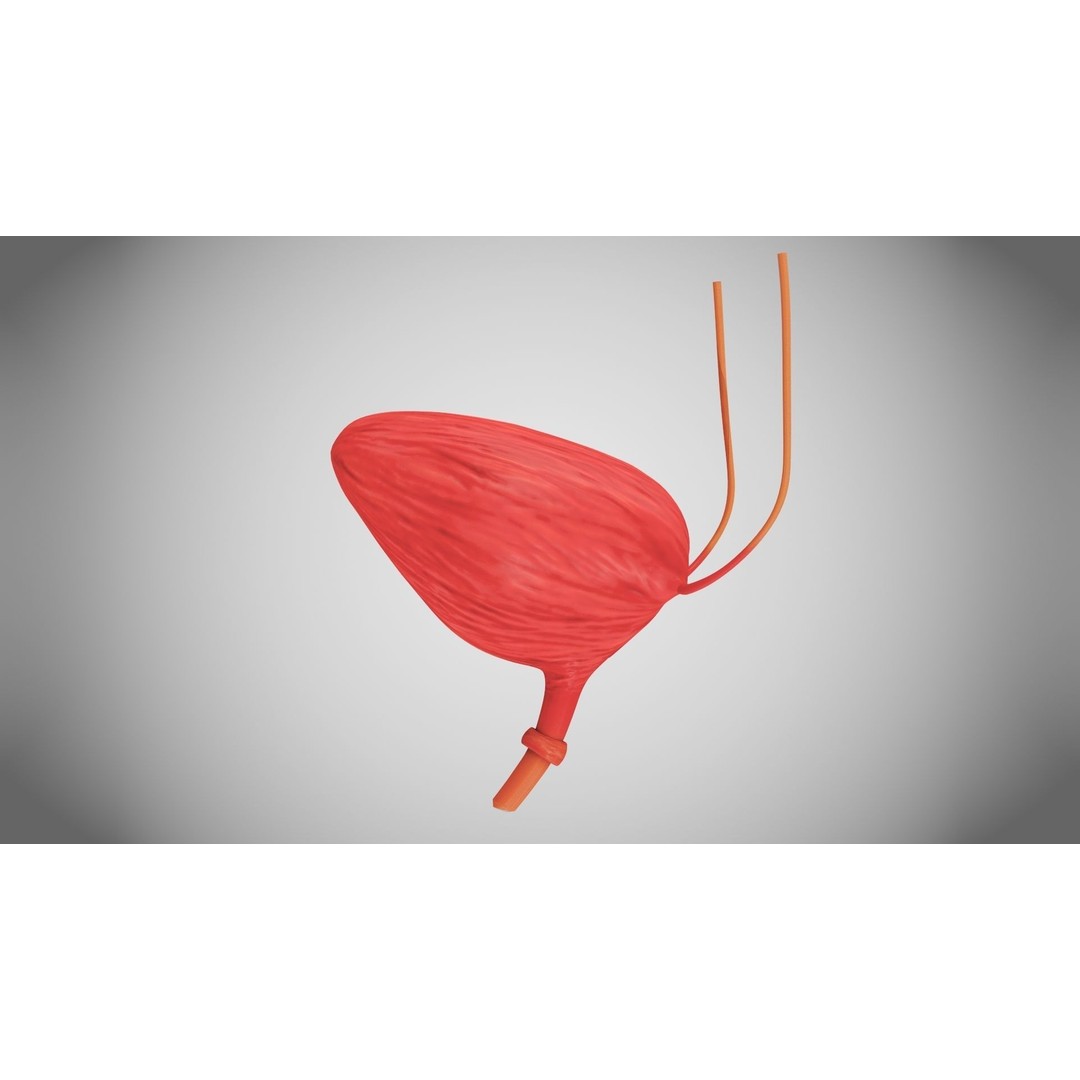 Complete Human Organs 3D Model – Low Poly Anatomical Asset, FBX, OBJ - View 98