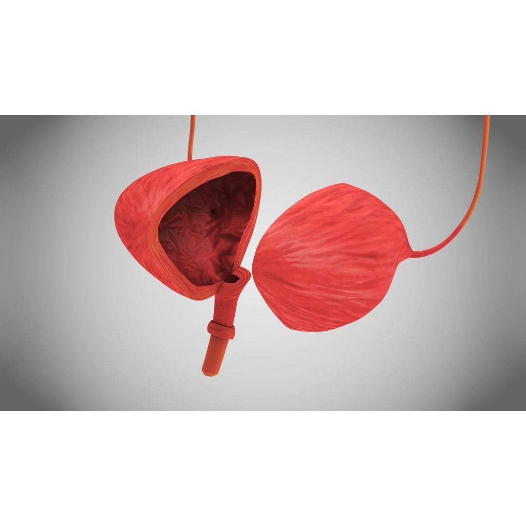 Complete Human Organs 3D Model – Low Poly Anatomical Asset, FBX, OBJ - View 99