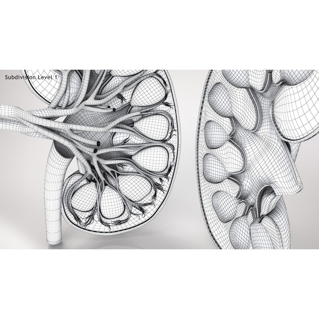 Kidney Anatomy 3D Model – Low Poly Medical Asset, FBX, PBR Textures