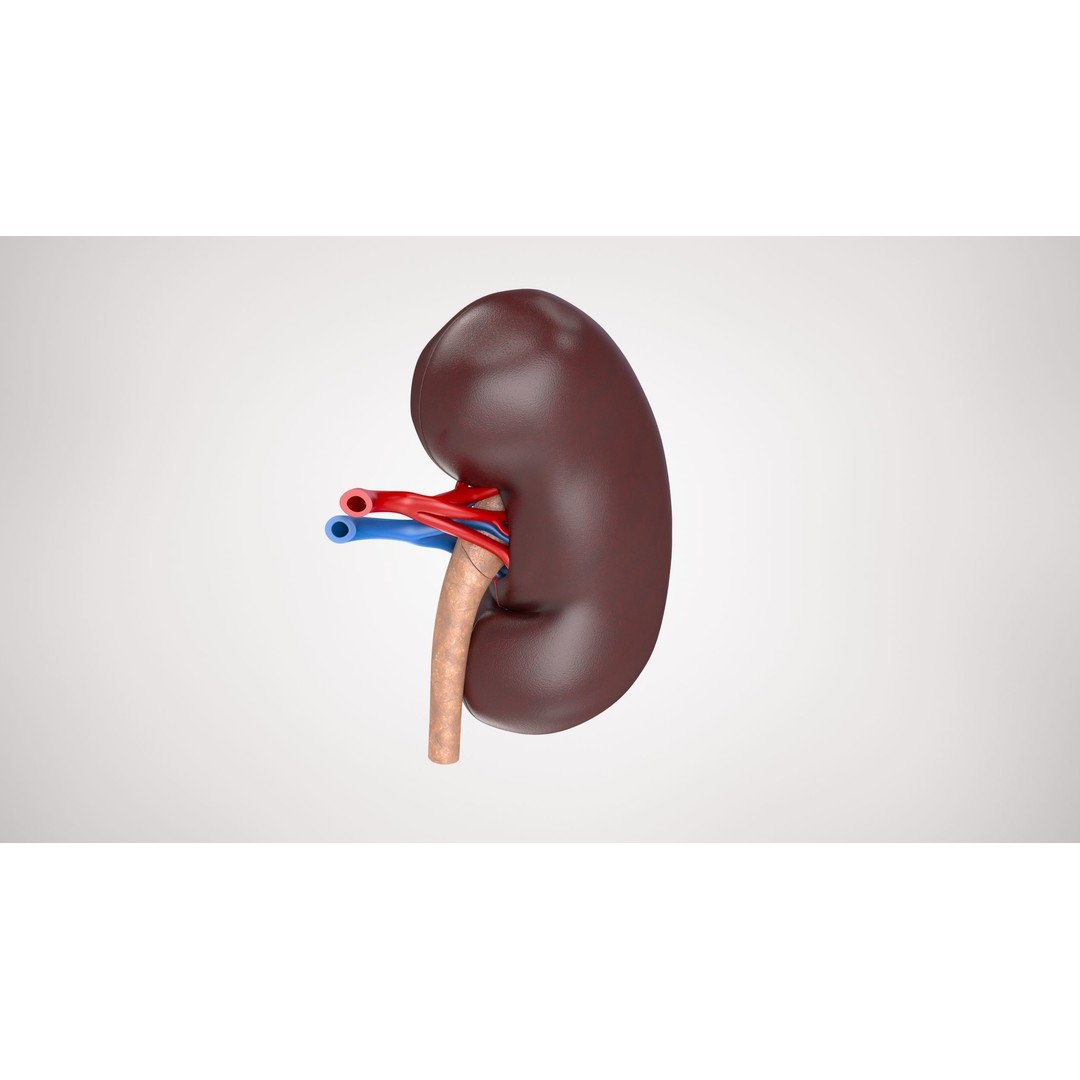 Kidney Anatomy 3D Model – Low Poly Medical Asset, FBX, PBR Textures - View 11