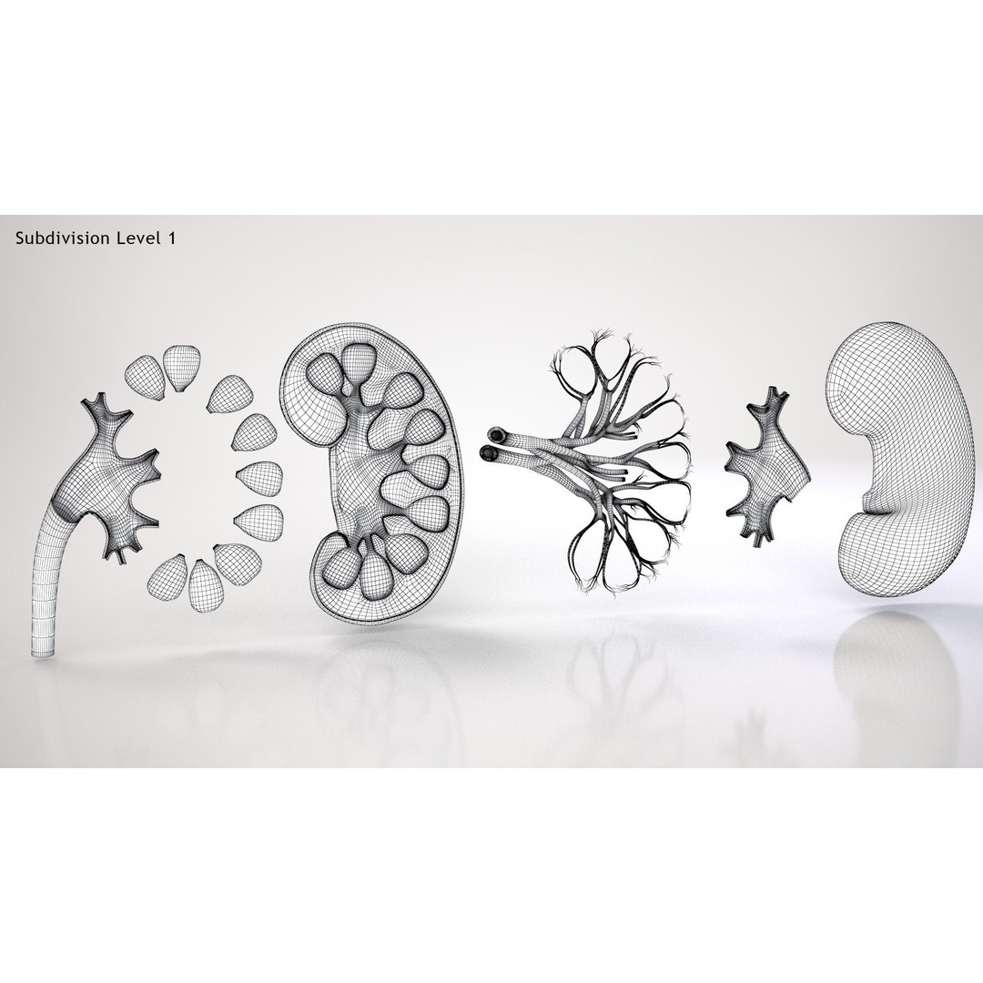 Kidney Anatomy 3D Model – Low Poly Medical Asset, FBX, PBR Textures - View 14