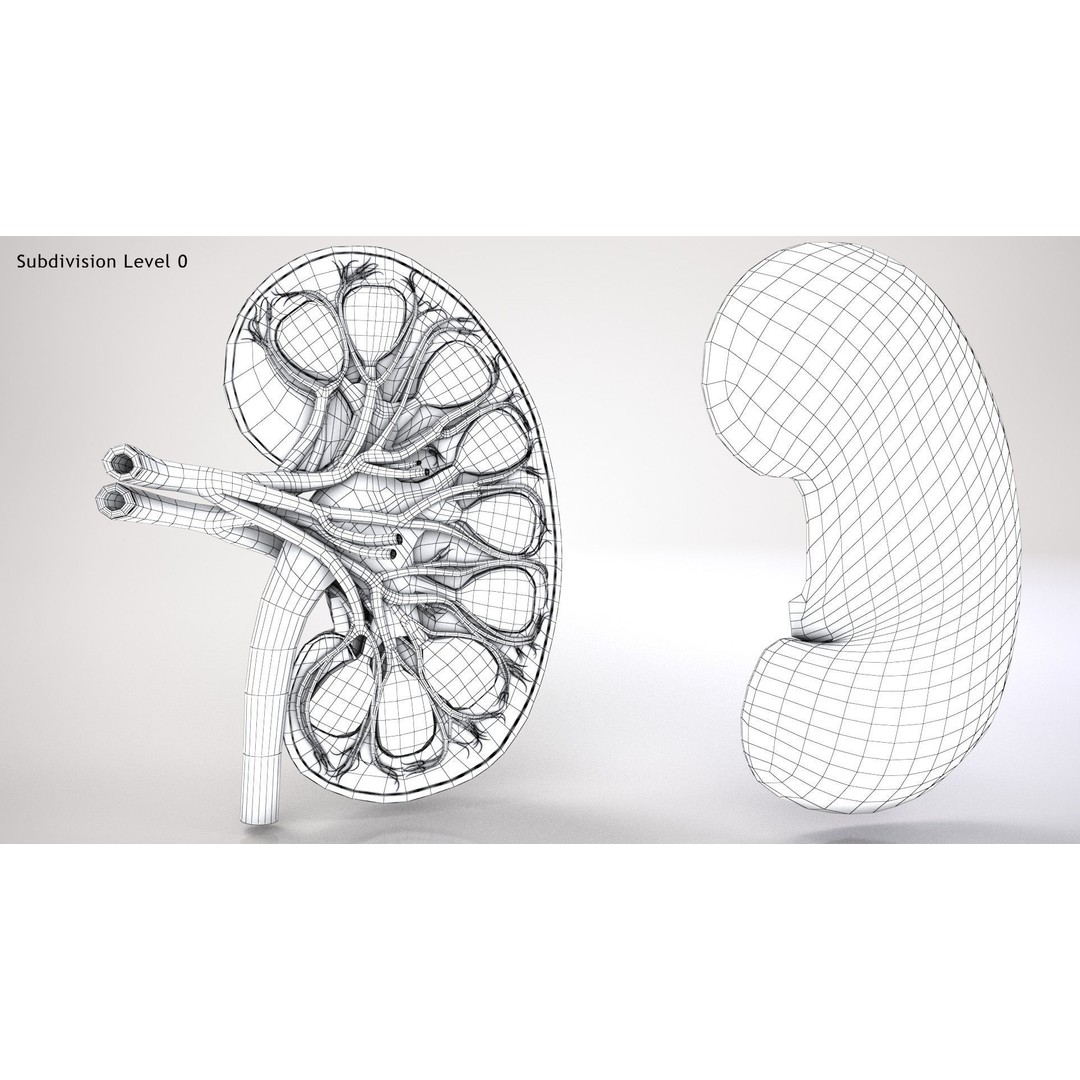 Kidney Anatomy 3D Model – Low Poly Medical Asset, FBX, PBR Textures - View 15