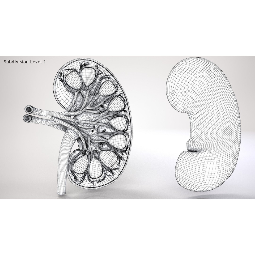 Kidney Anatomy 3D Model – Low Poly Medical Asset, FBX, PBR Textures - View 16