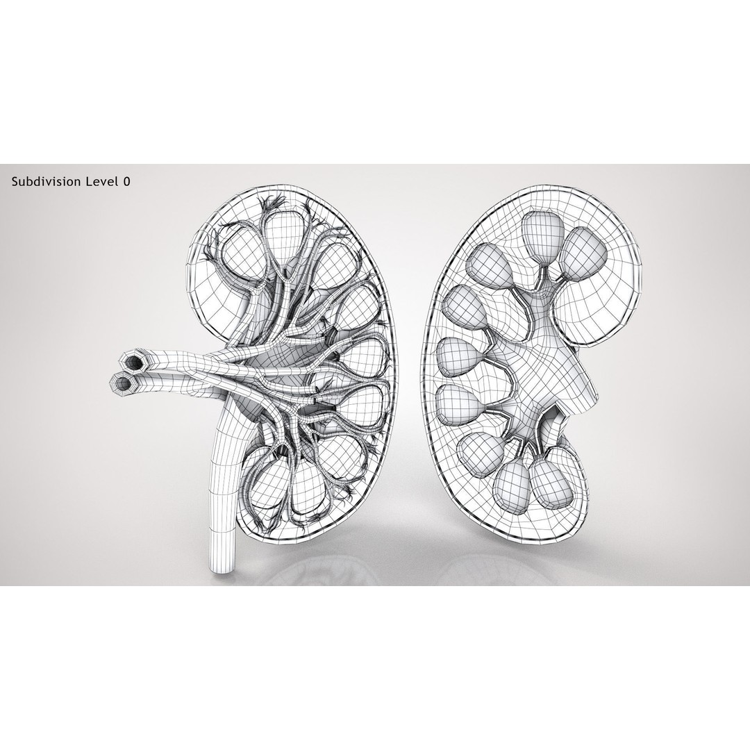 Kidney Anatomy 3D Model – Low Poly Medical Asset, FBX, PBR Textures - View 17