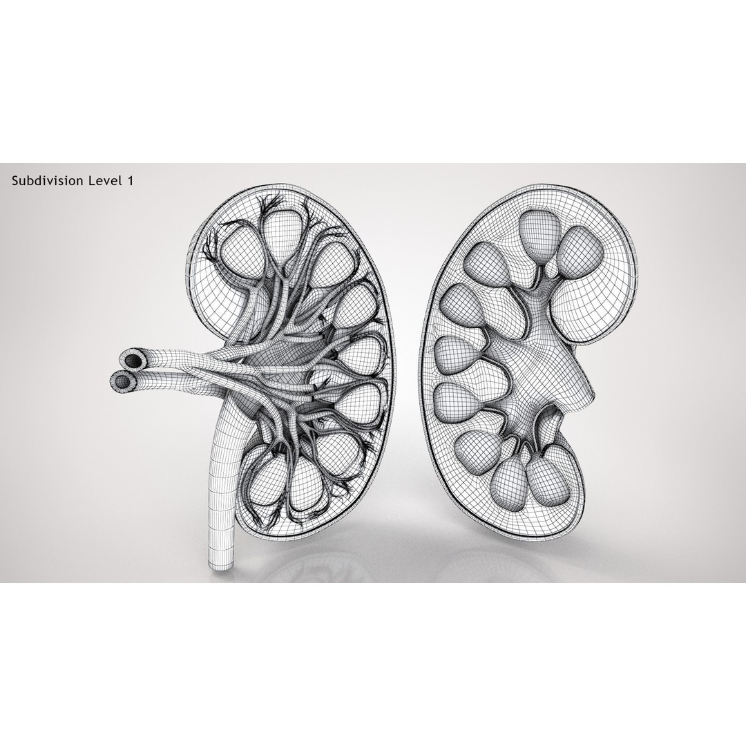 Kidney Anatomy 3D Model – Low Poly Medical Asset, FBX, PBR Textures - View 18