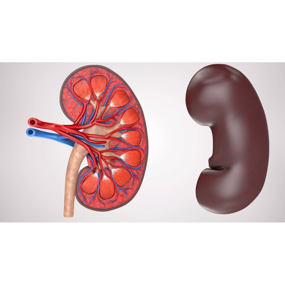Kidney Anatomy 3D Model – Low Poly Medical Asset, FBX, PBR Textures - View 2
