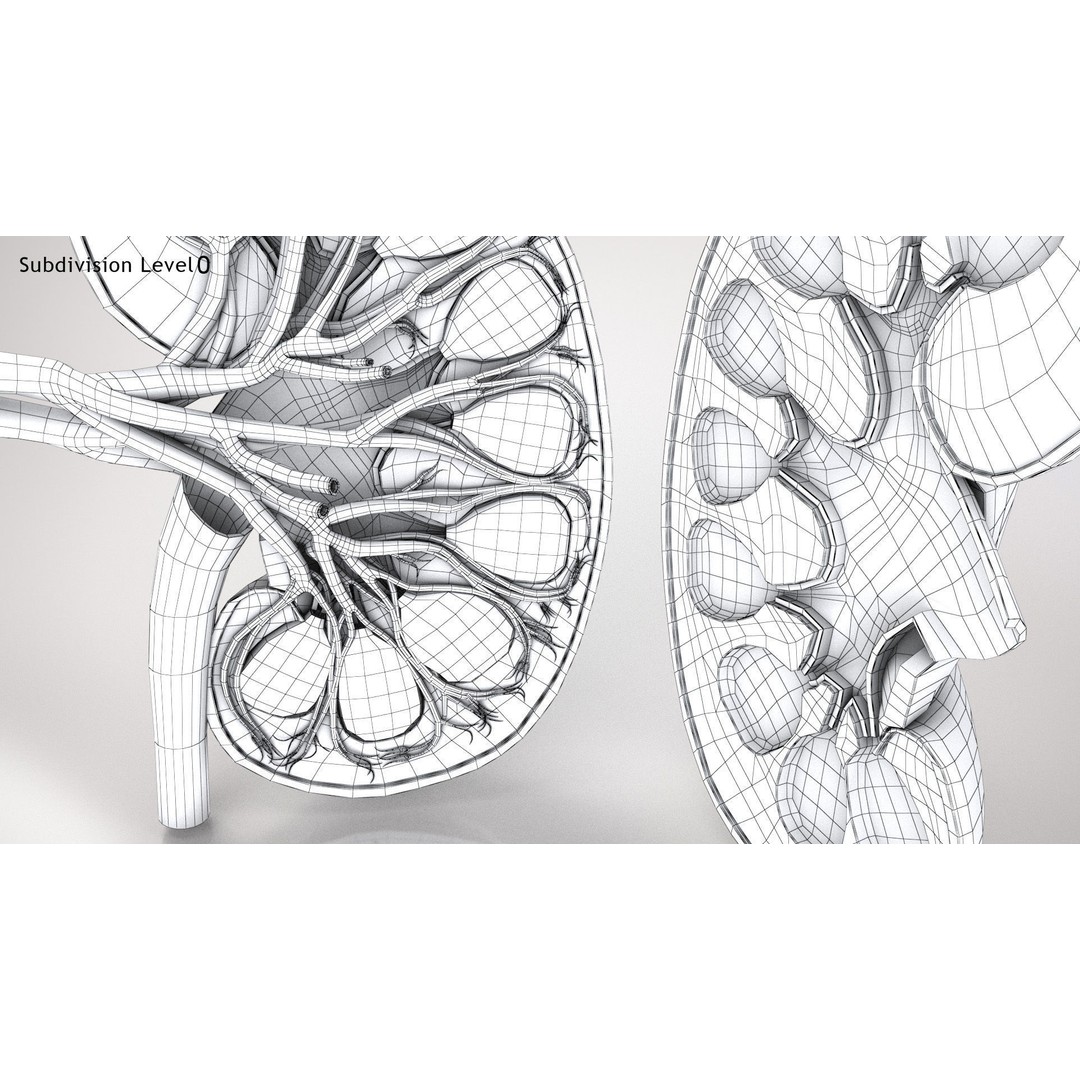 Kidney Anatomy 3D Model – Low Poly Medical Asset, FBX, PBR Textures - View 21