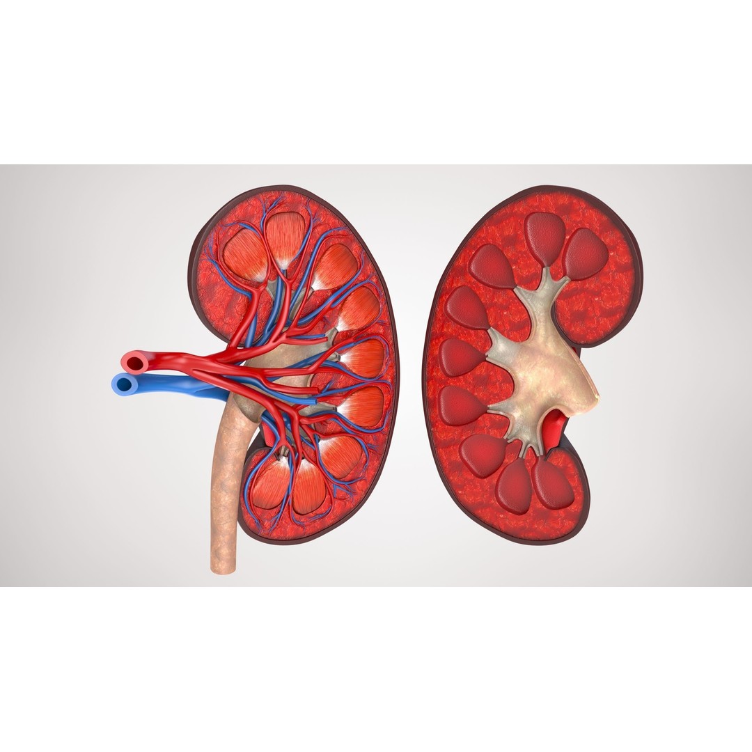 Kidney Anatomy 3D Model – Low Poly Medical Asset, FBX, PBR Textures - View 3