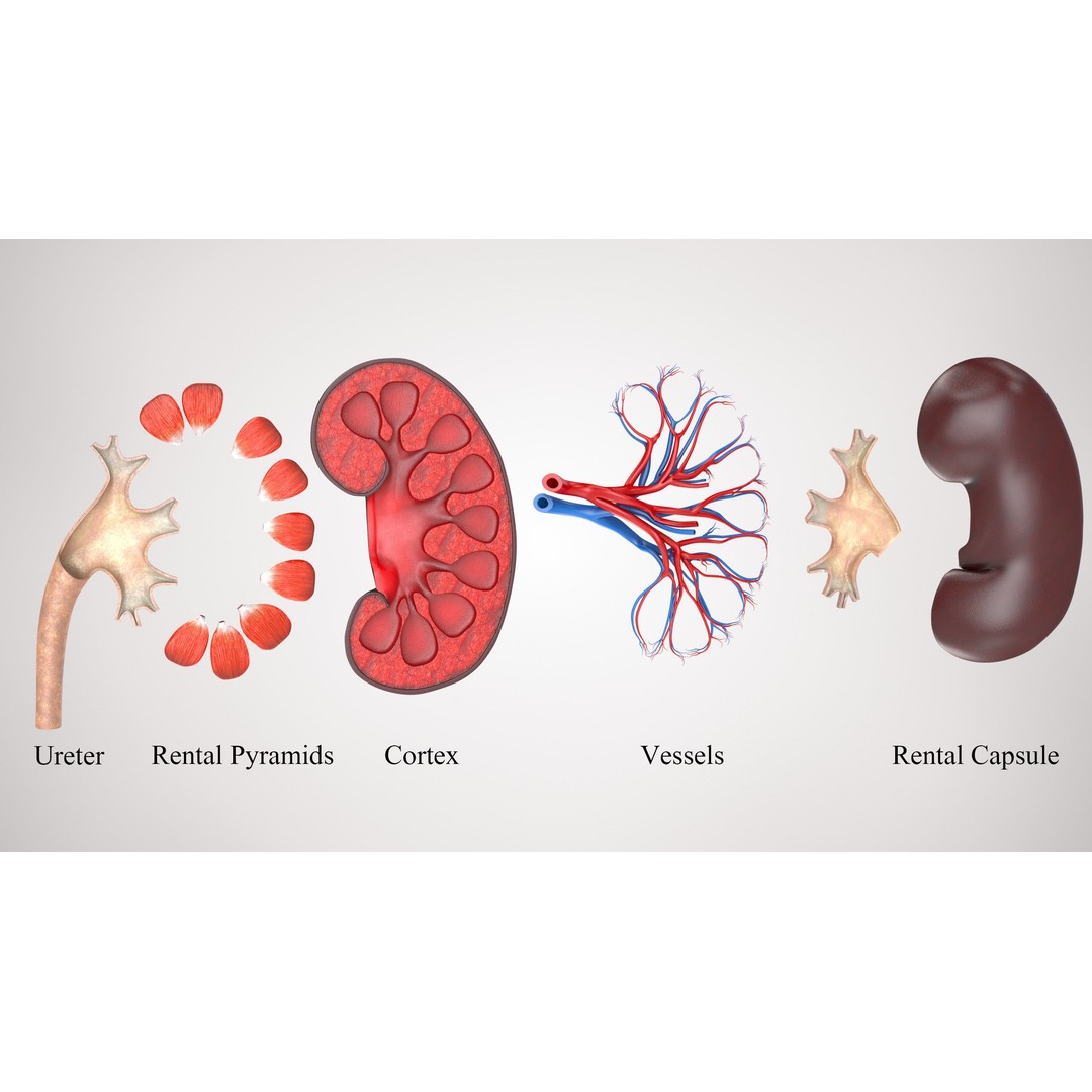 Kidney Anatomy 3D Model – Low Poly Medical Asset, FBX, PBR Textures - View 4