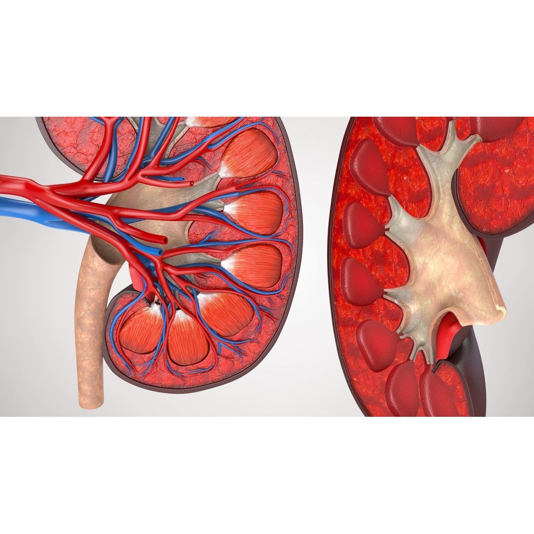 Kidney Anatomy 3D Model – Low Poly Medical Asset, FBX, PBR Textures - View 7