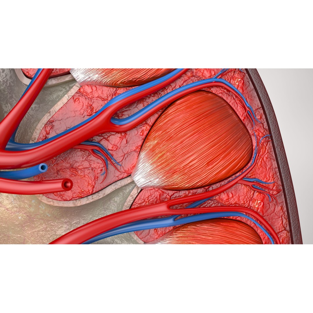 Kidney Anatomy 3D Model – Low Poly Medical Asset, FBX, PBR Textures - View 9