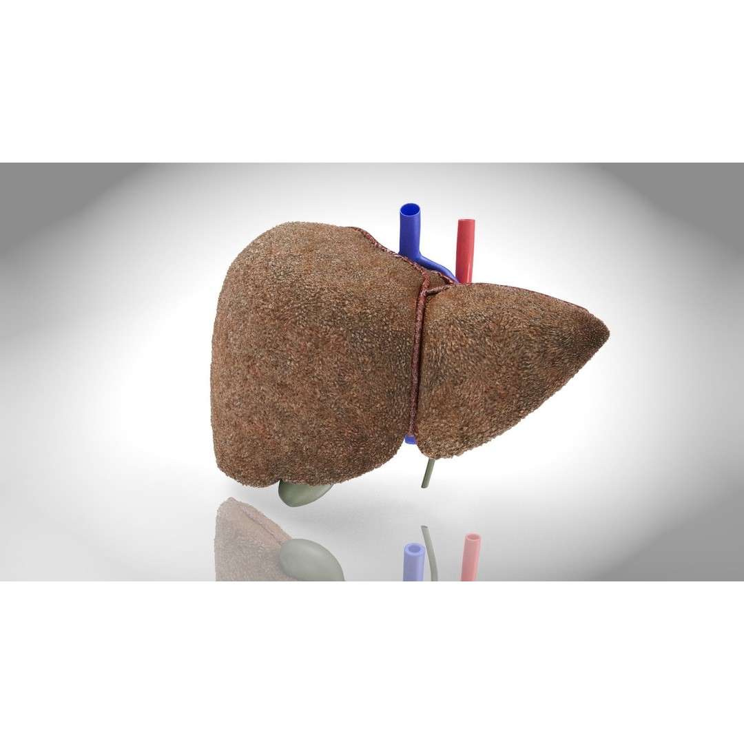 Steatohepatitis Liver 3D Model – Low Poly Medical Asset, PBR Textures - View 12