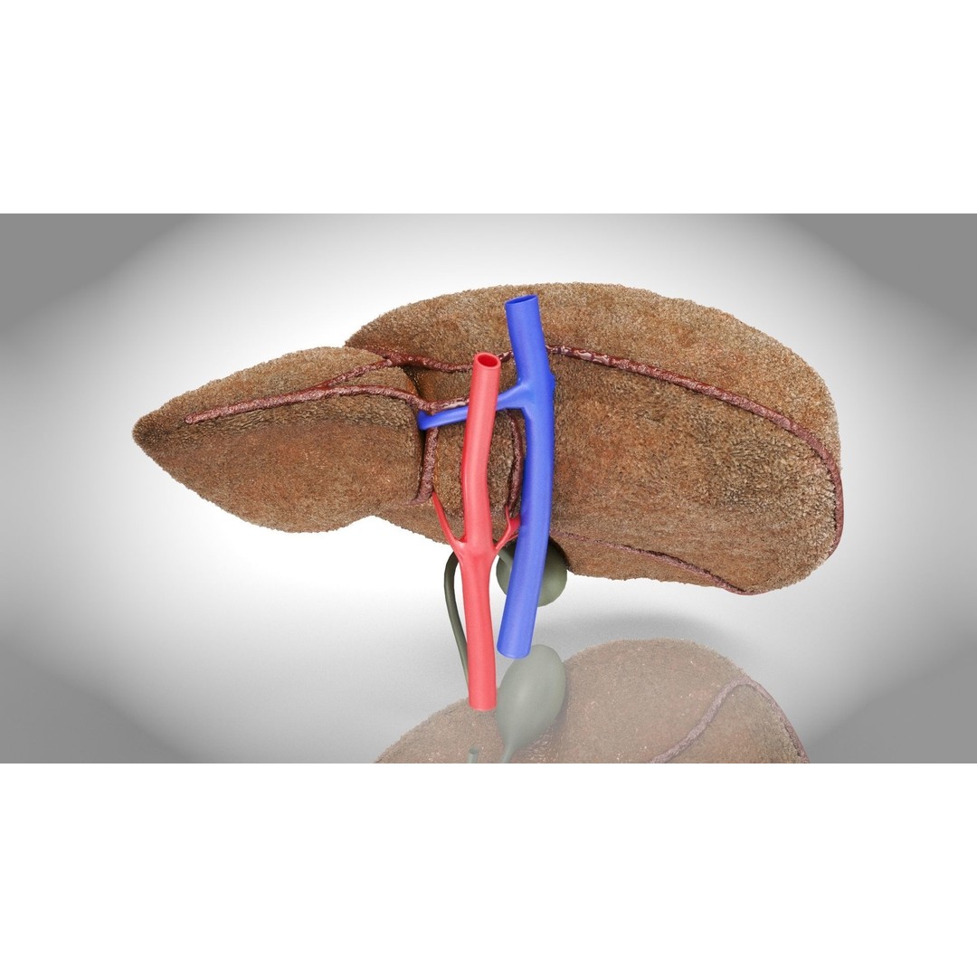Steatohepatitis Liver 3D Model – Low Poly Medical Asset, PBR Textures - View 7