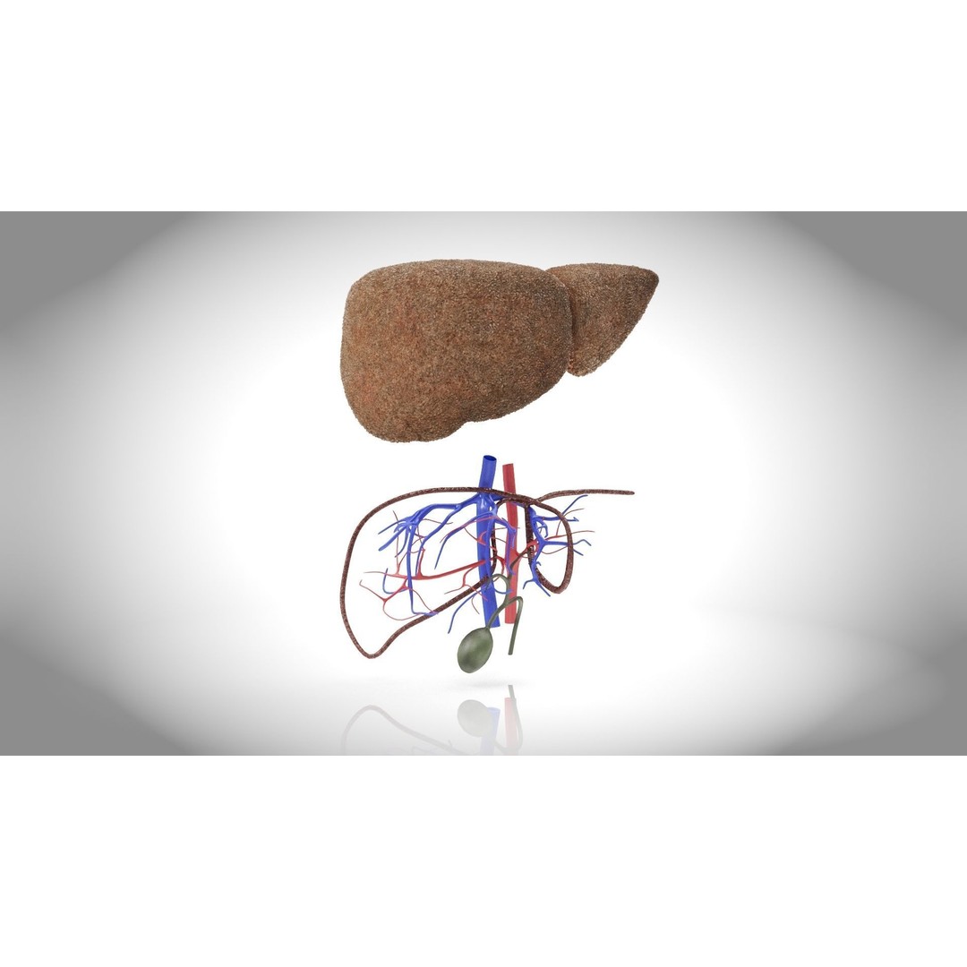 Steatohepatitis Liver 3D Model – Low Poly Medical Asset, PBR Textures - View 8