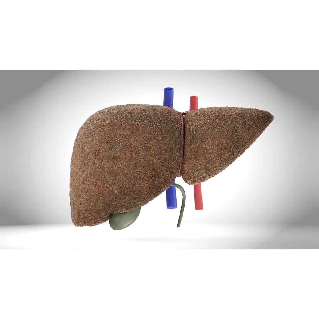 Steatohepatitis Liver 3D Model – Low Poly Medical Asset, PBR Textures - View 9
