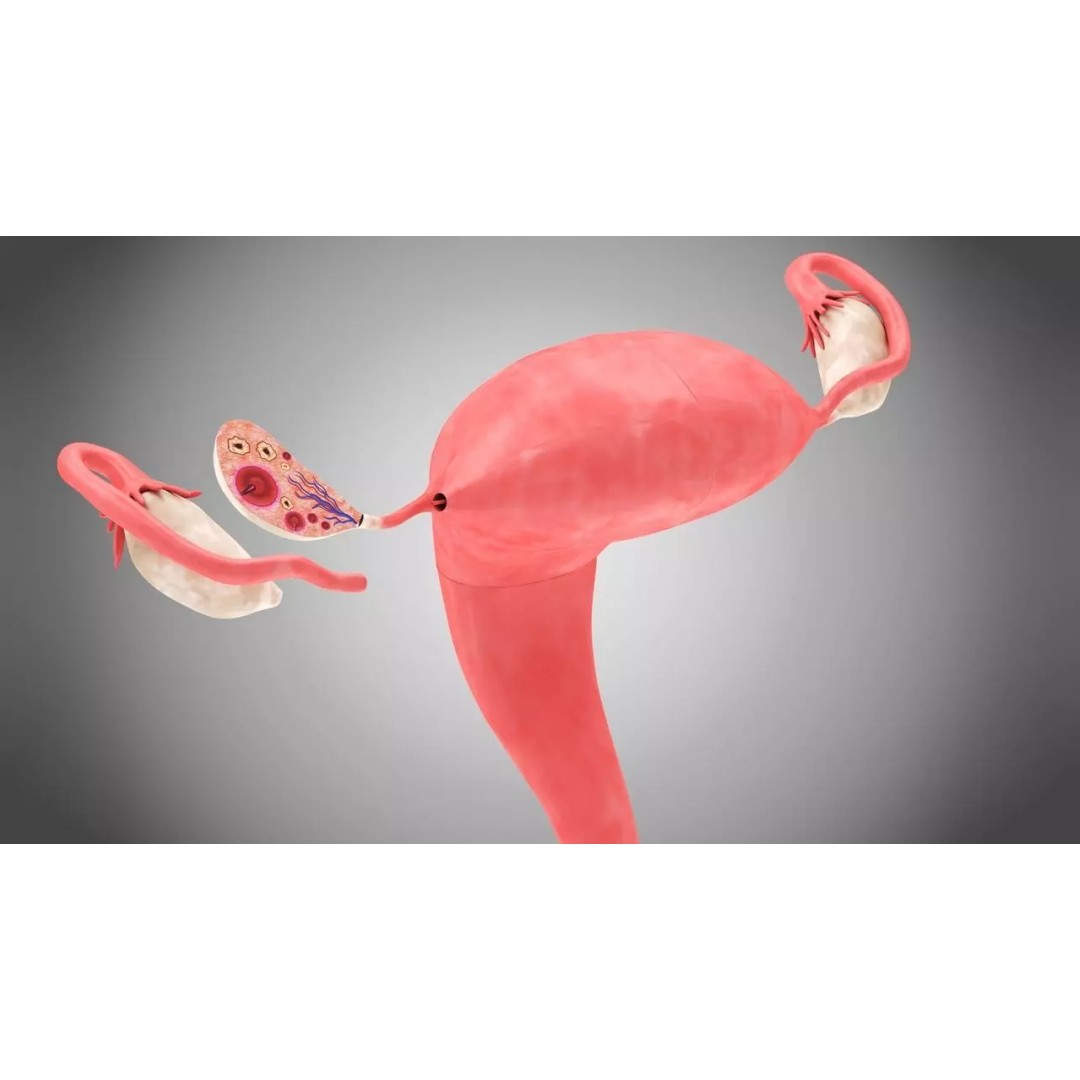 Female Reproductive and Urinary Systems 3D Model – Low Poly PBR Medical Asset