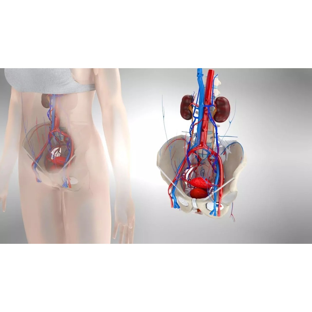 Female Reproductive and Urinary Systems 3D Model – Low Poly PBR Medical Asset - View 2