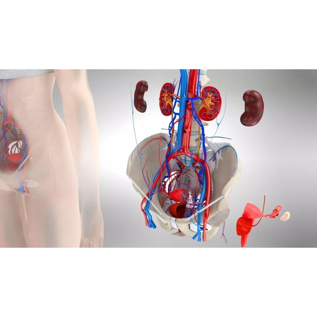 Female Reproductive and Urinary Systems 3D Model – Low Poly PBR Medical Asset - View 3