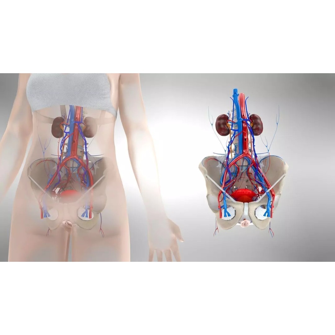 Female Reproductive and Urinary Systems 3D Model – Low Poly PBR Medical Asset - View 4