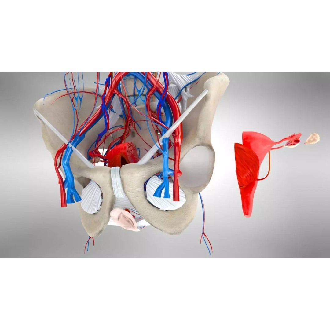Female Reproductive and Urinary Systems 3D Model – Low Poly PBR Medical Asset - View 5