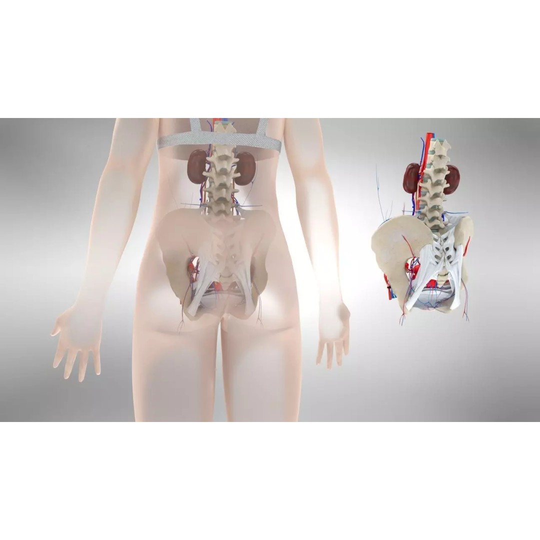 Female Reproductive and Urinary Systems 3D Model – Low Poly PBR Medical Asset - View 6