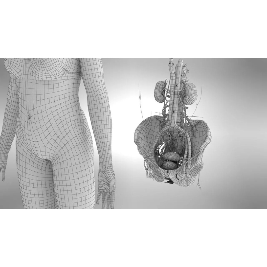 Female Reproductive and Urinary Systems 3D Model – Low Poly PBR Medical Asset - View 7