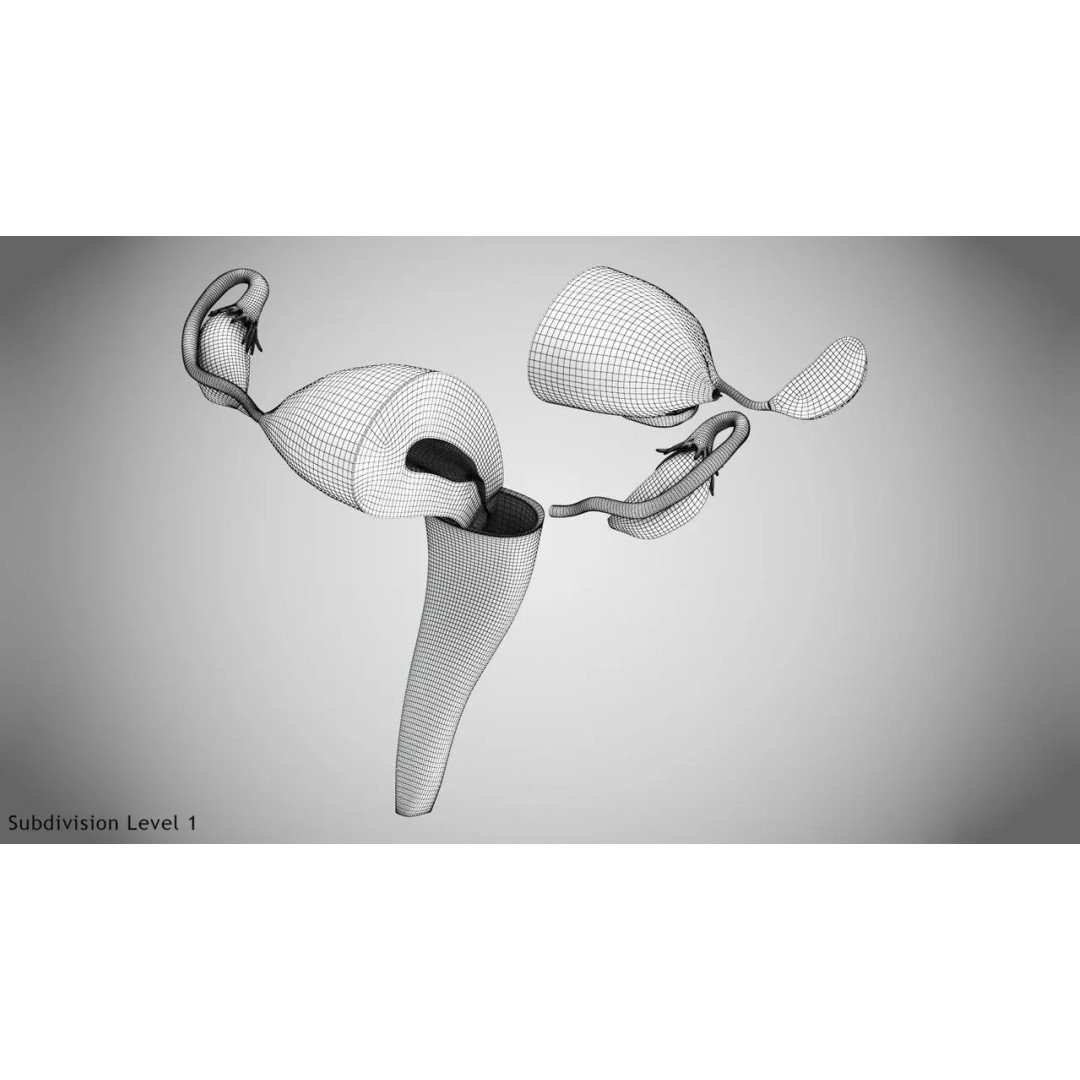 Female Reproductive and Urinary Systems 3D Model – Low Poly PBR Medical Asset - View 8
