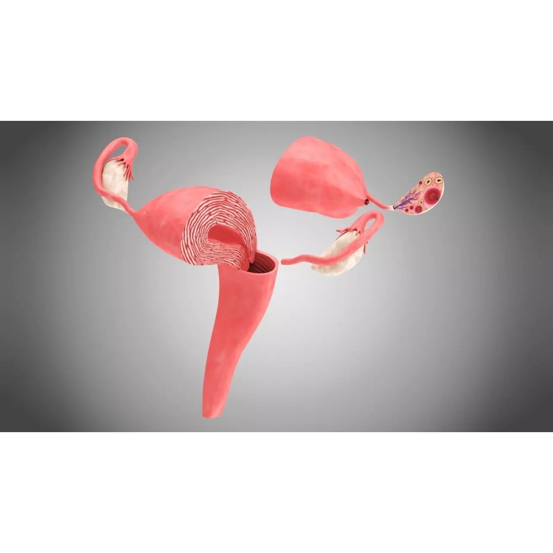 Female Reproductive and Urinary Systems 3D Model – Low Poly PBR Medical Asset - View 9