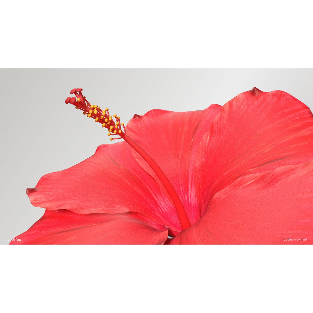 Hibiscus Flower 3D Model – Low Poly Game Asset, PBR Textures, FBX - View 10