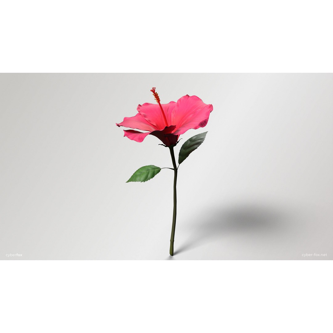 Hibiscus Flower 3D Model – Low Poly Game Asset, PBR Textures, FBX - View 11
