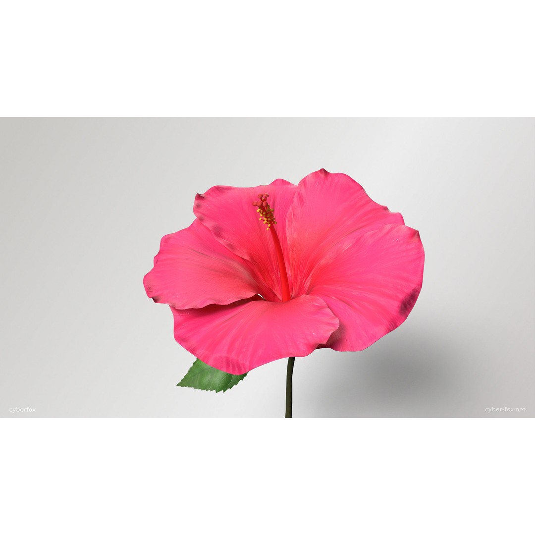 Hibiscus Flower 3D Model – Low Poly Game Asset, PBR Textures, FBX - View 12