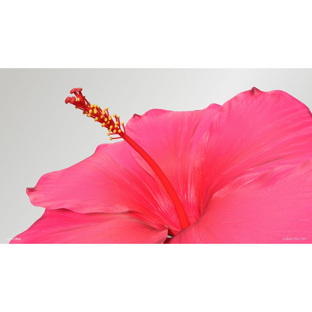Hibiscus Flower 3D Model – Low Poly Game Asset, PBR Textures, FBX - View 13