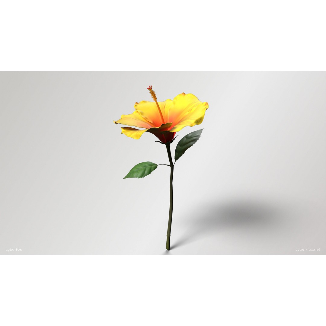 Hibiscus Flower 3D Model – Low Poly Game Asset, PBR Textures, FBX - View 3