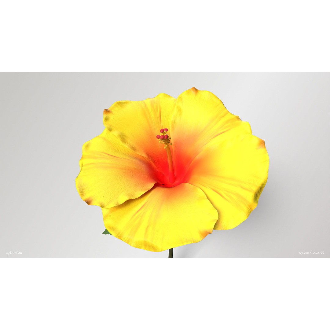 Hibiscus Flower 3D Model – Low Poly Game Asset, PBR Textures, FBX - View 4
