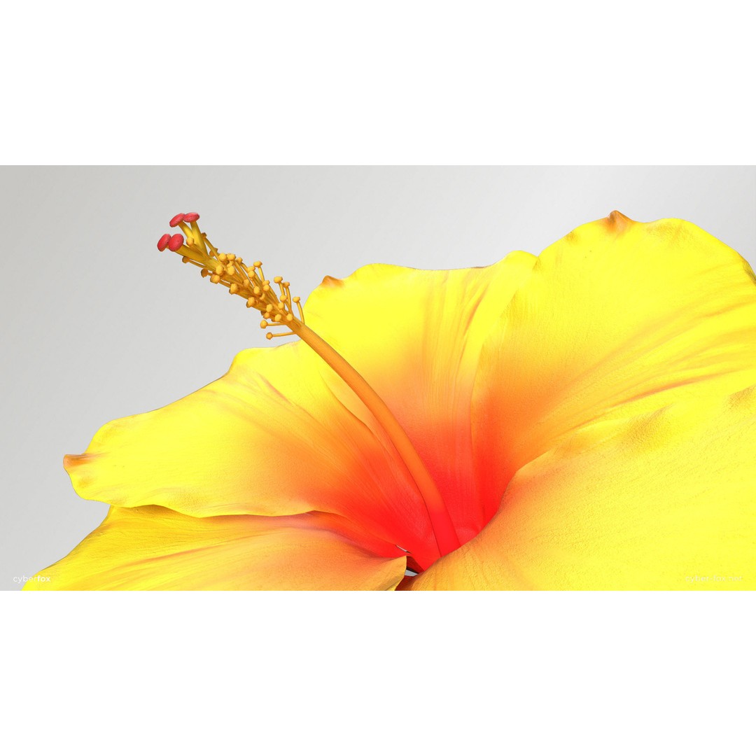 Hibiscus Flower 3D Model – Low Poly Game Asset, PBR Textures, FBX - View 5