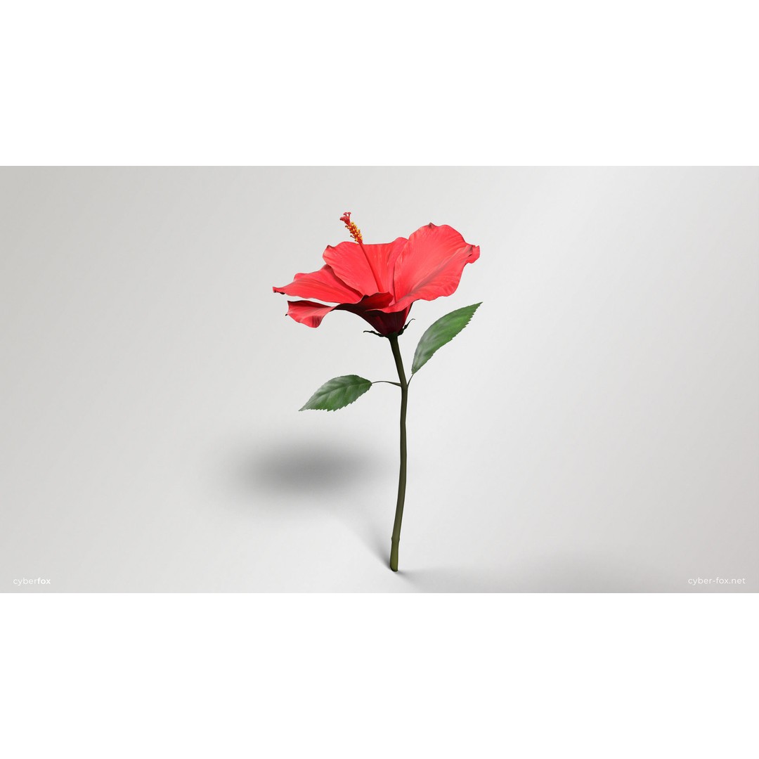 Hibiscus Flower 3D Model – Low Poly Game Asset, PBR Textures, FBX - View 6