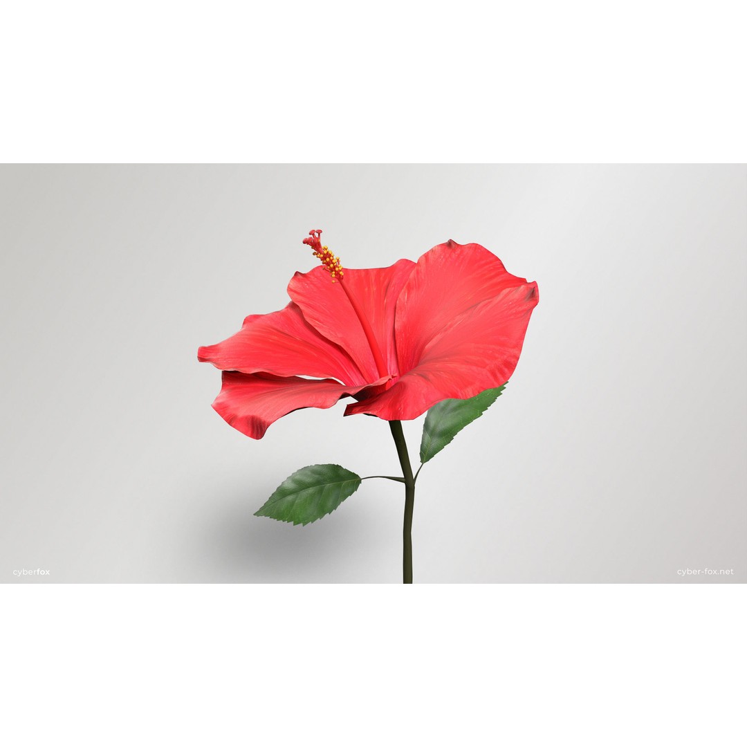 Hibiscus Flower 3D Model – Low Poly Game Asset, PBR Textures, FBX - View 7