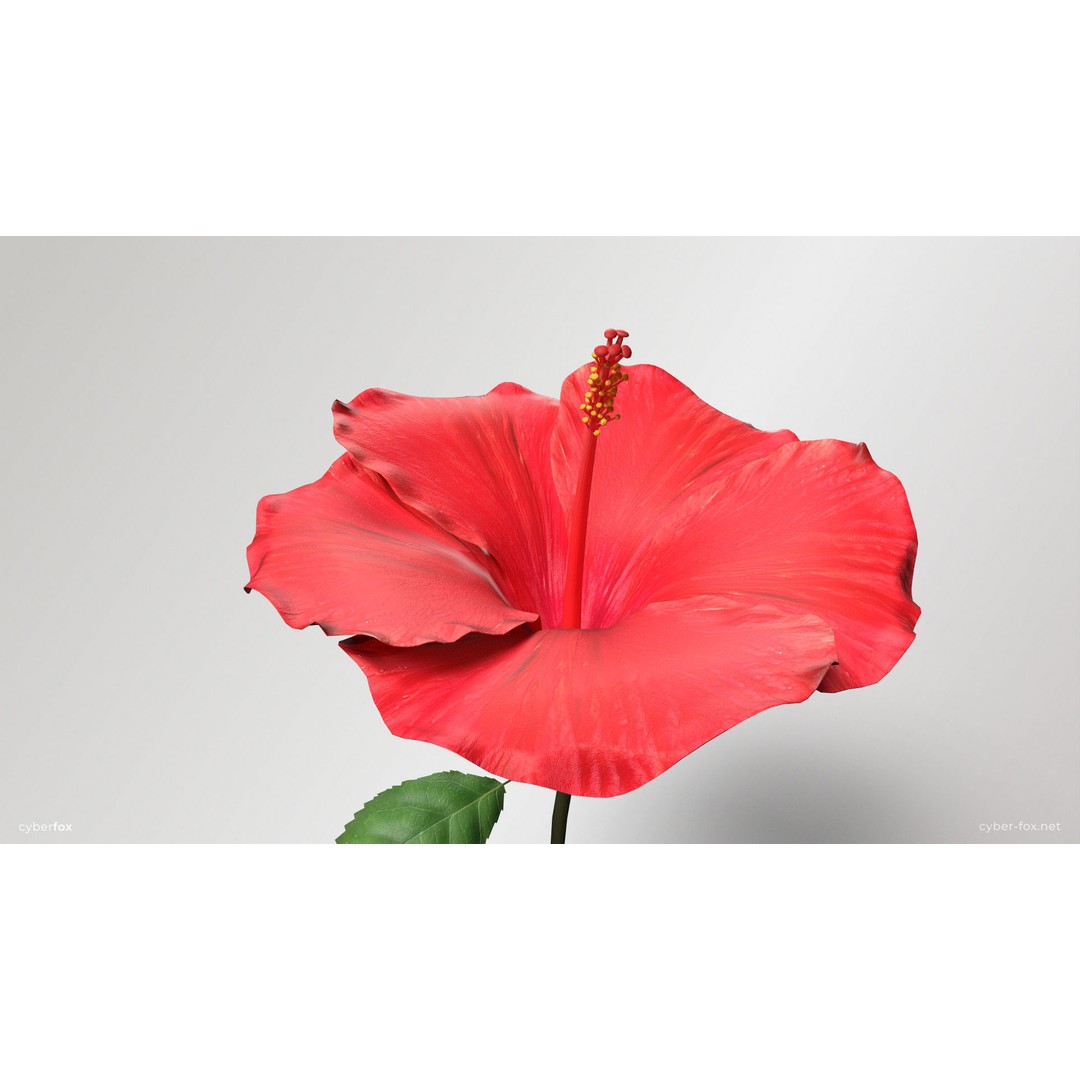 Hibiscus Flower 3D Model – Low Poly Game Asset, PBR Textures, FBX - View 8