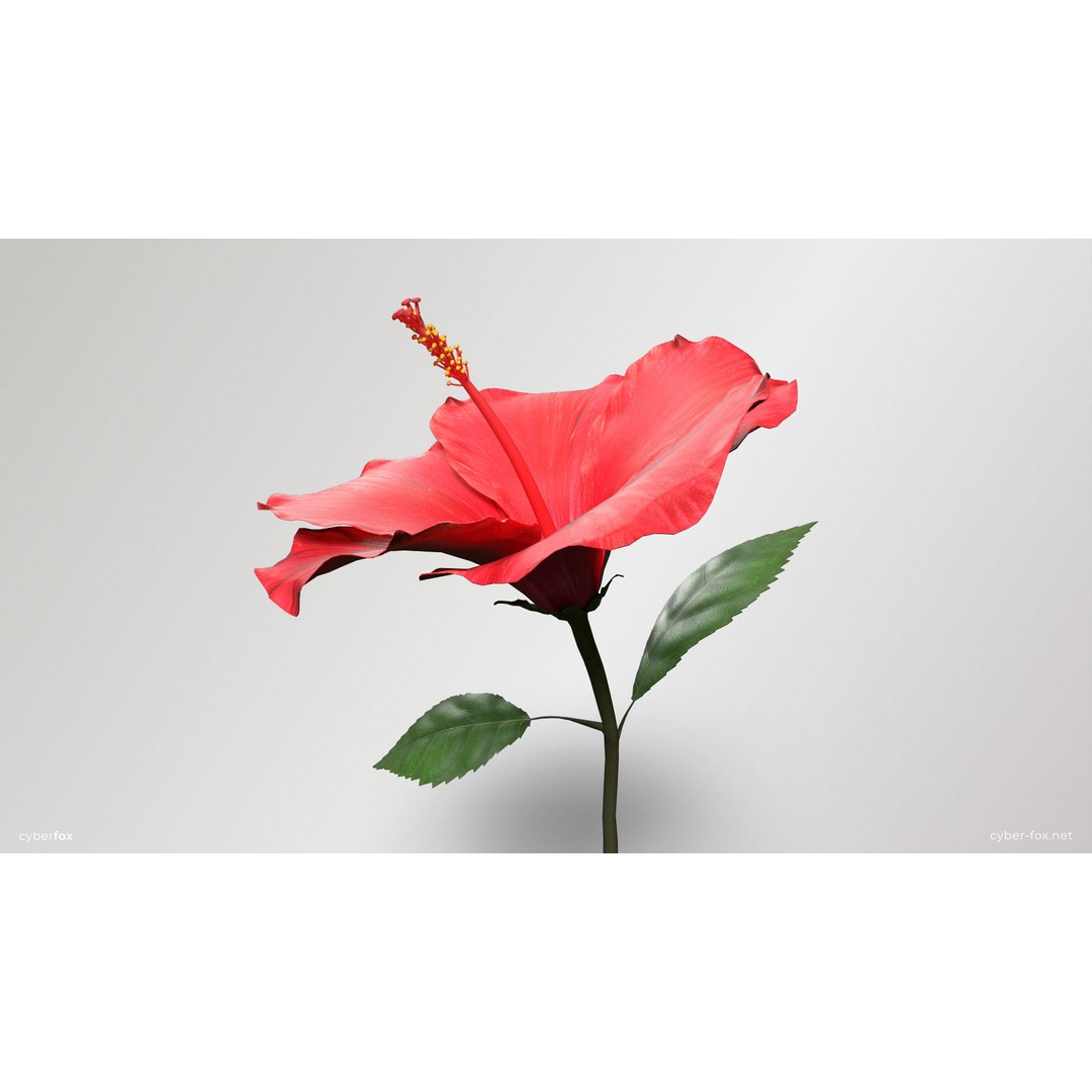 Hibiscus Flower 3D Model – Low Poly Game Asset, PBR Textures, FBX - View 9