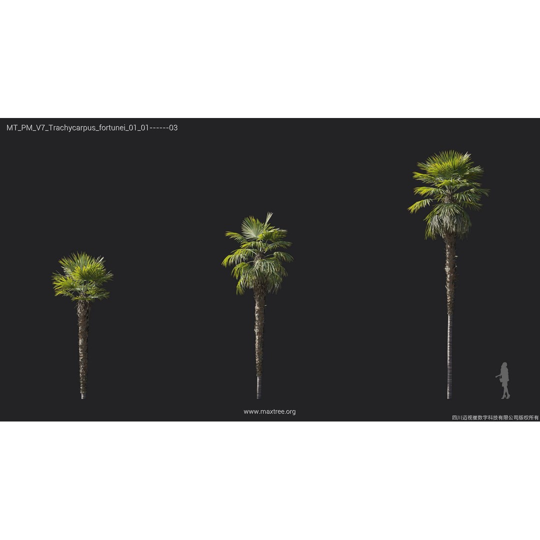 Palm Tree 3D Model – High Poly Plant Collection, FBX, Blender, PBR