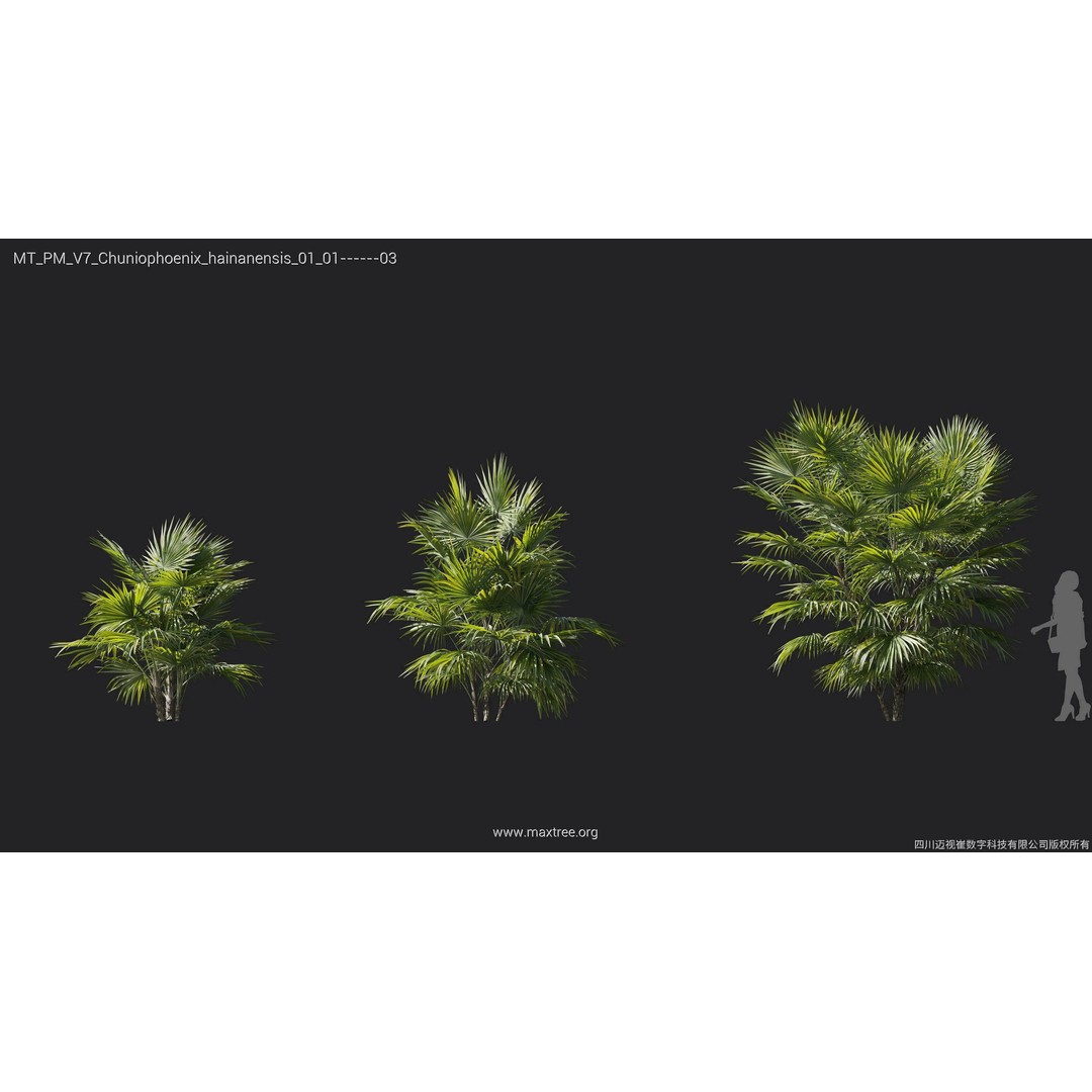Palm Tree 3D Model – High Poly Plant Collection, FBX, Blender, PBR - View 10