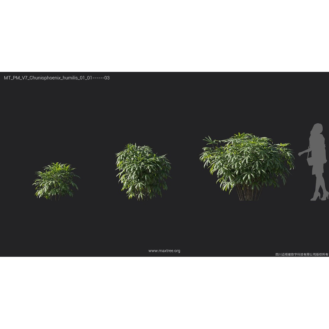 Palm Tree 3D Model – High Poly Plant Collection, FBX, Blender, PBR - View 11