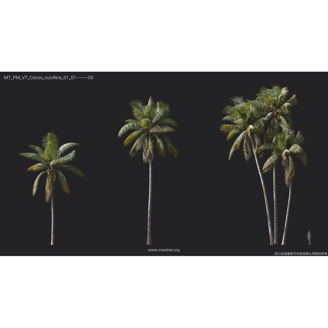 Palm Tree 3D Model – High Poly Plant Collection, FBX, Blender, PBR - View 12