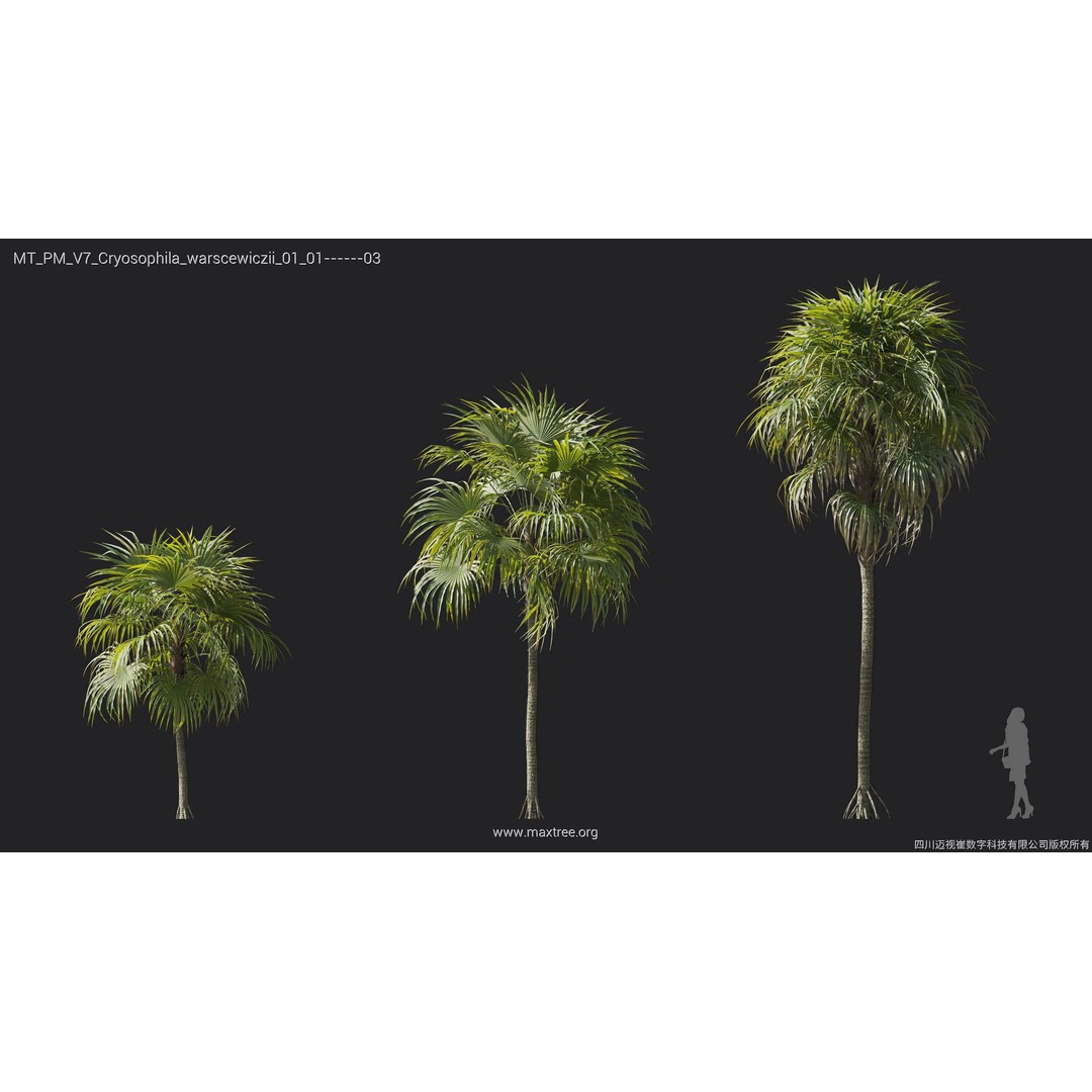 Palm Tree 3D Model – High Poly Plant Collection, FBX, Blender, PBR - View 13