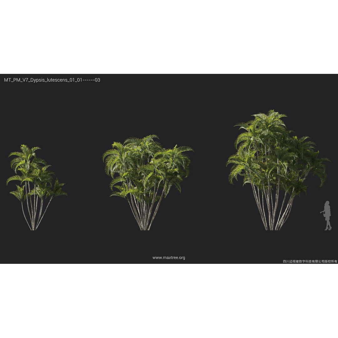 Palm Tree 3D Model – High Poly Plant Collection, FBX, Blender, PBR - View 14