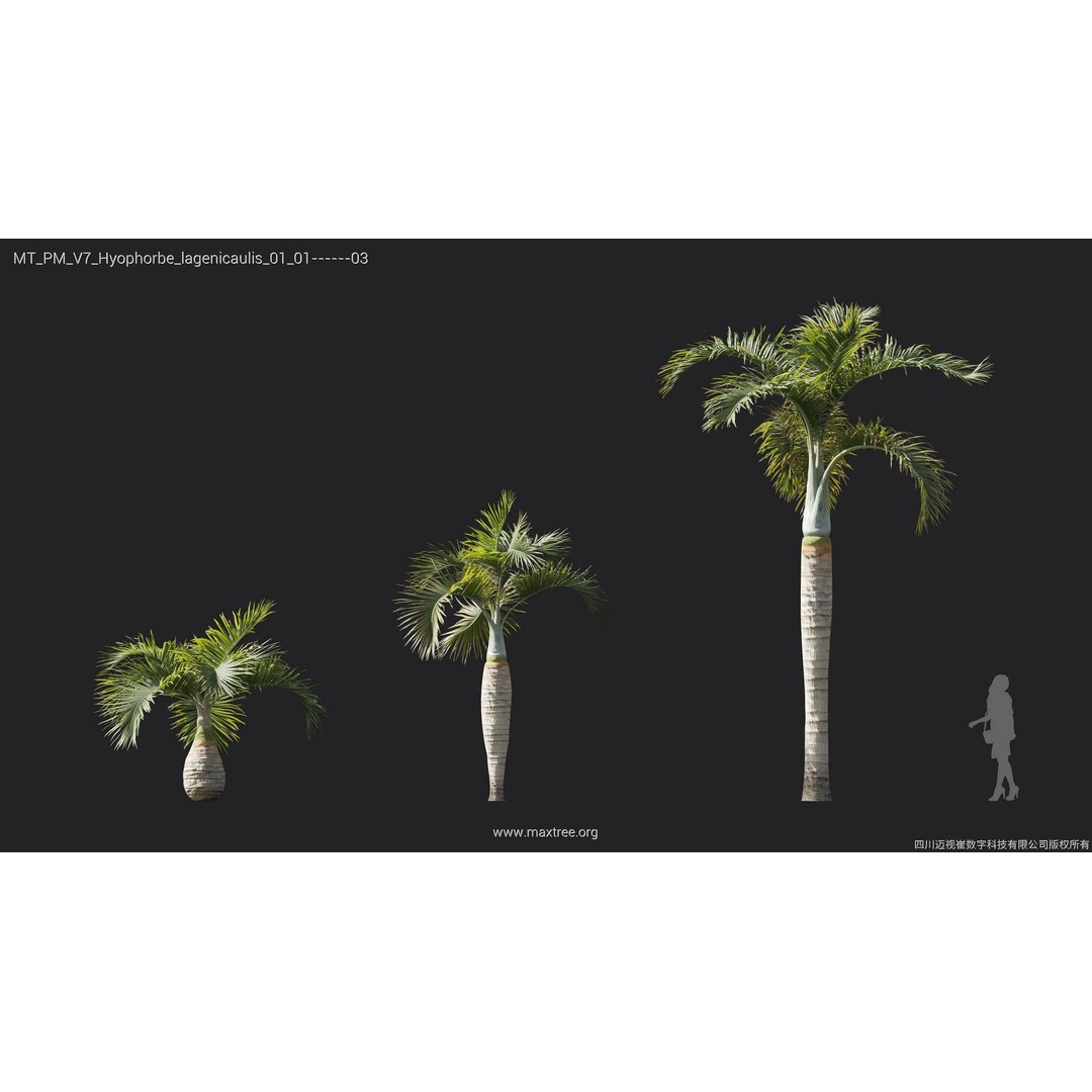 Palm Tree 3D Model – High Poly Plant Collection, FBX, Blender, PBR - View 15