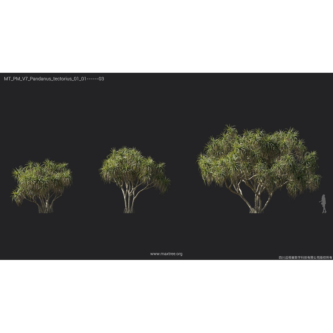 Palm Tree 3D Model – High Poly Plant Collection, FBX, Blender, PBR - View 16