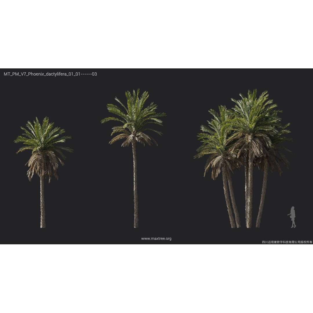 Palm Tree 3D Model – High Poly Plant Collection, FBX, Blender, PBR - View 17
