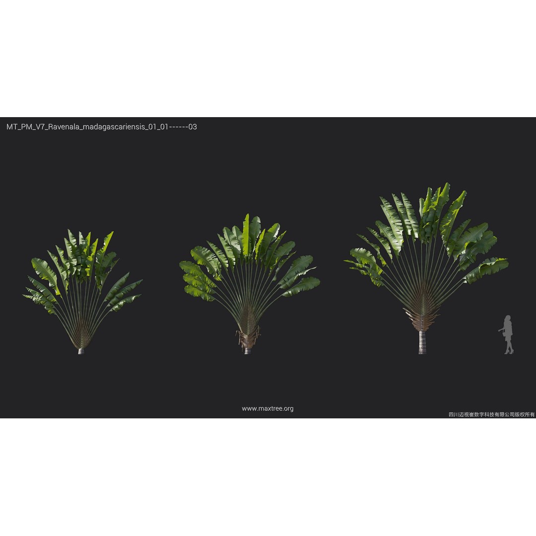 Palm Tree 3D Model – High Poly Plant Collection, FBX, Blender, PBR - View 18