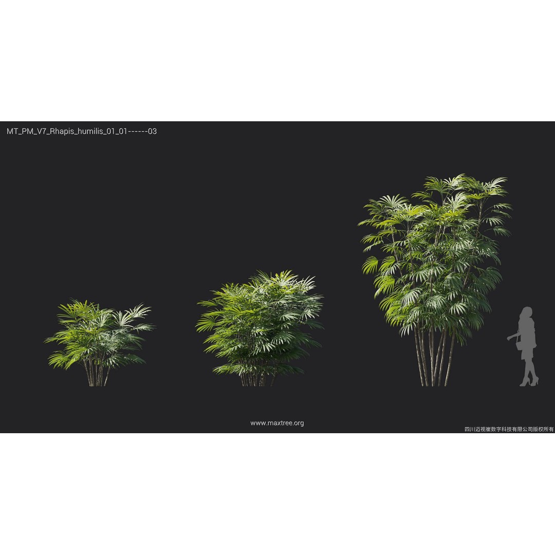 Palm Tree 3D Model – High Poly Plant Collection, FBX, Blender, PBR - View 19